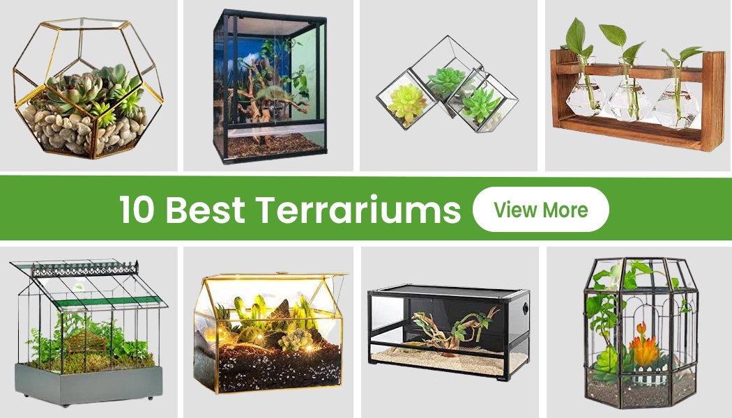 10 Best Terrariums For 2023